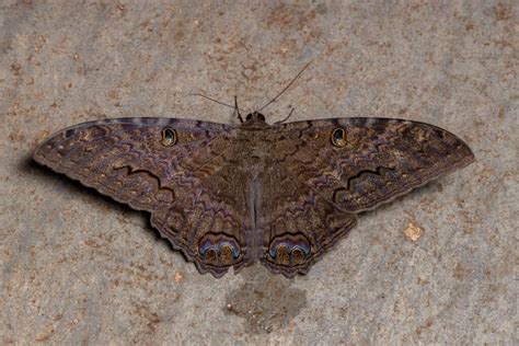 The Black Witch Moth: A Symbol of Transformation and Positive Change